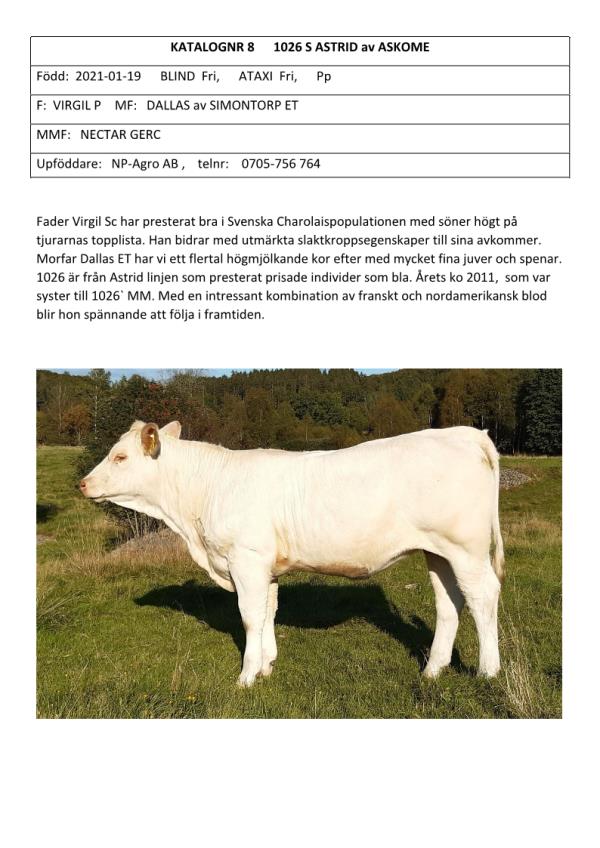 Nötkreatur - Charolais - 1026 S ASTRID av ASKOME